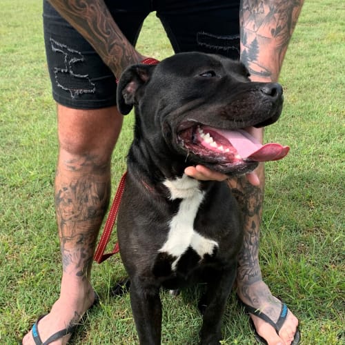 Leo ~12mo Staffy X(On Trial 3/01/2021)