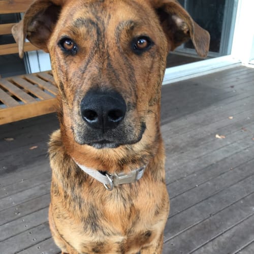 Tiger ~ 9mo Kelpie X (On Trial 20/01/21)