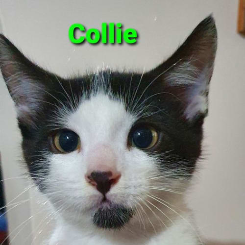 Collie