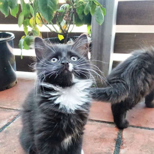 Buffy - Located in Preston