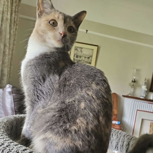 Coco
