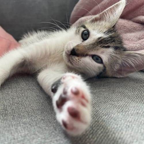 Daphne