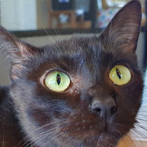 Ebony