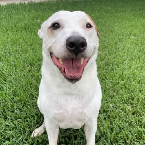Boof - 10 yr mixed breed ~ On Trial 26/1/21