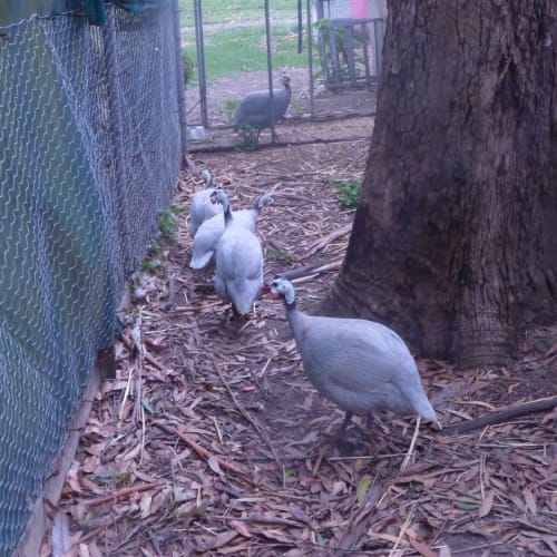 Guinea Fowl