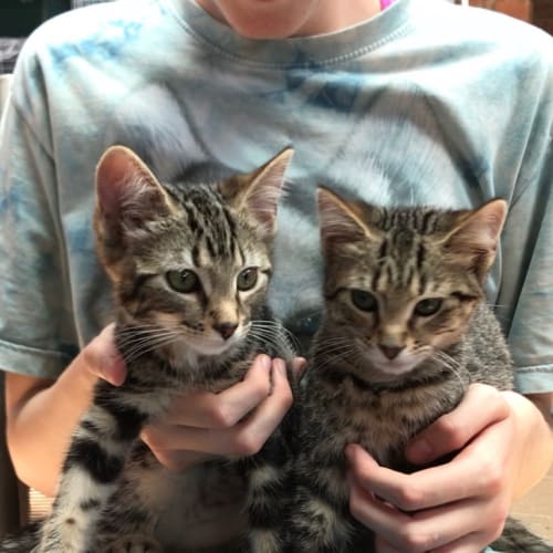 Bonded Beauties Miss Granger And Miss Pansy!
