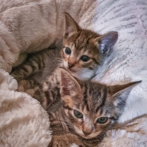 Frankie & Ollie ~ 9 wo kittens (on hold 7/1/21)