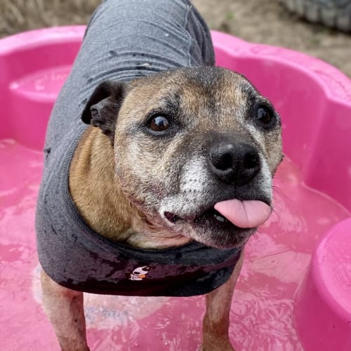 Lola (adoption Pending)