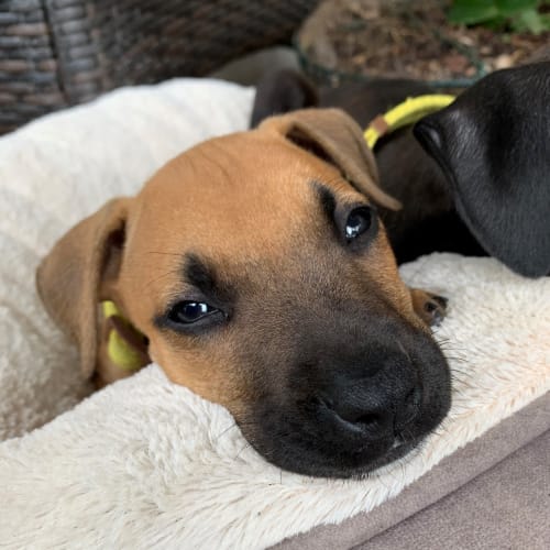 Juno ~ 9wk Mastiff X (On Trial 08/01/2021)