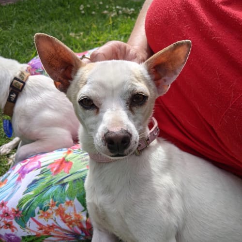 Poppy~3.5yr Mini Foxie X (adopted 2/2021)