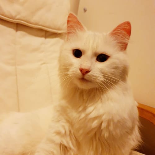 Falcor