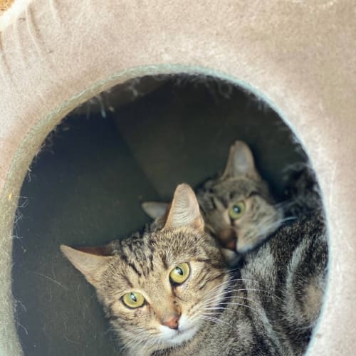 The Mchissy Twins! Twice The Tabby!
