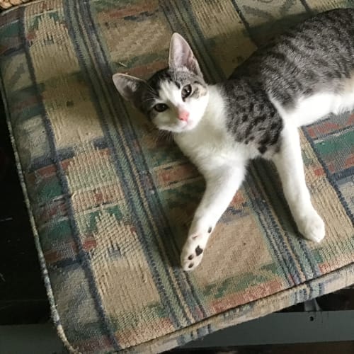 Daphne the Darling