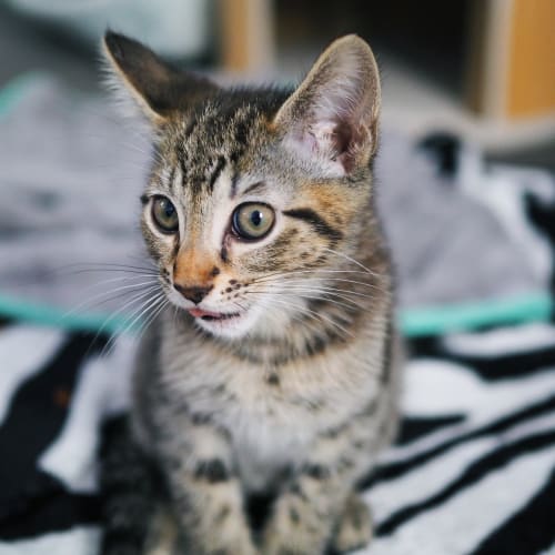 Penelope ~ 12 wk old kitten (on trial 16/2/21)