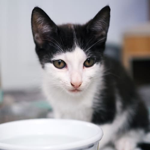 Prudence ~ 14 week old kitten