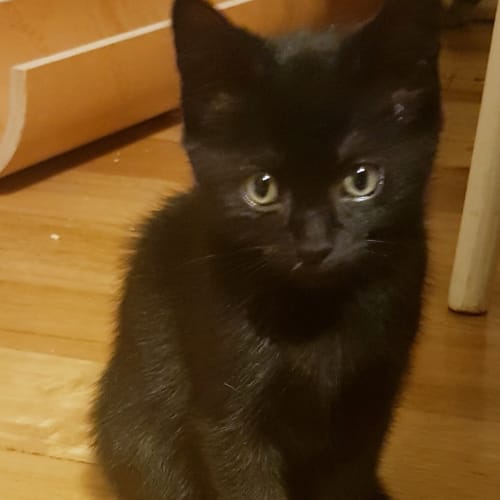 Pixel