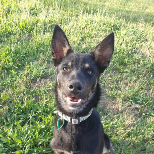 Rufus 