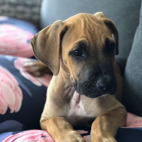 Chase ~ 10wk Old Mastiff X (On Trial 11/1/21)
