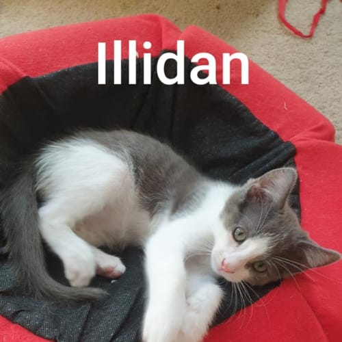 Niles