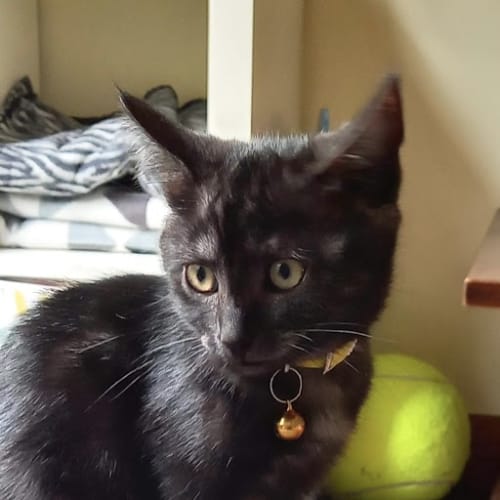 Maude