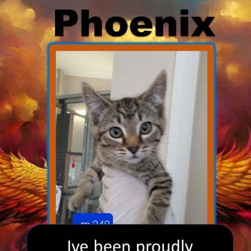 Phoenix