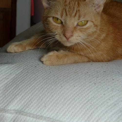 Ruby - Located in Preston