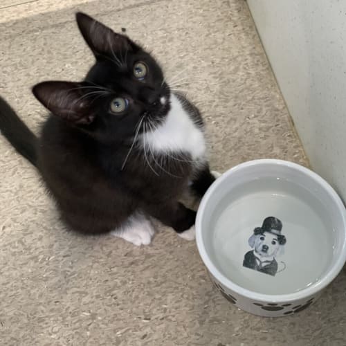 Sirius
