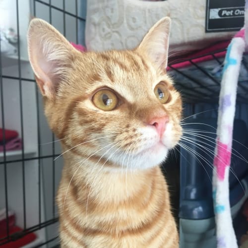 Garfield