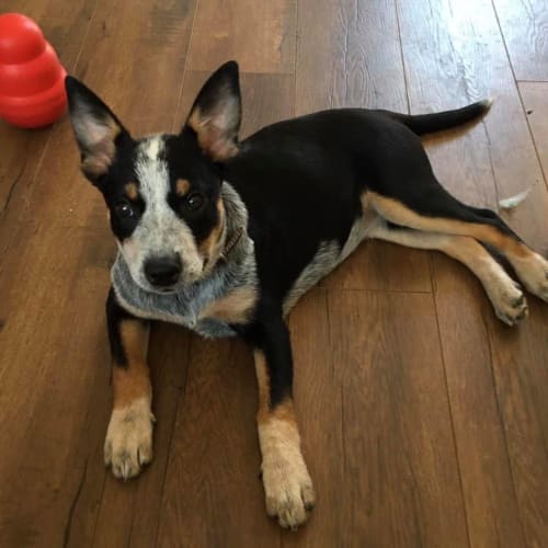 Ziva 🥰