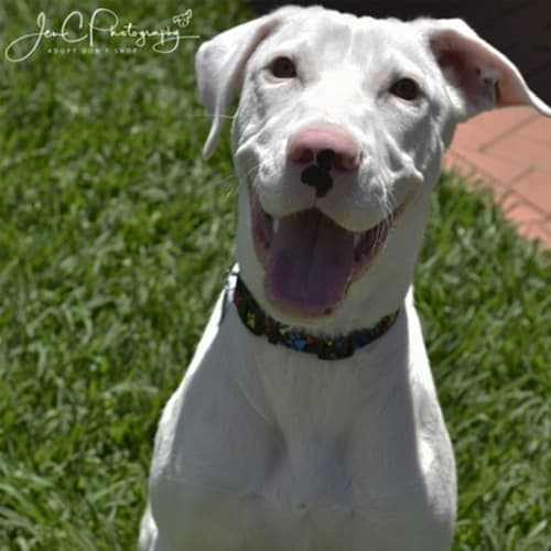Pippa ** Total Love Bug **