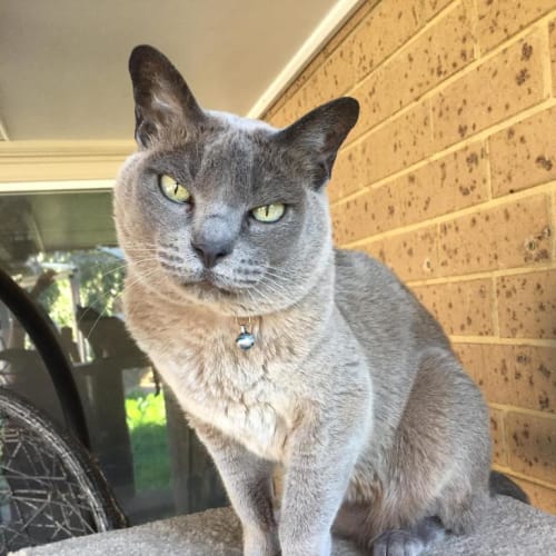 Csardas C'Est Magnifique!