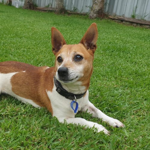 Toby~ 4yr Old Jack Russel (Hold 10/1/21)