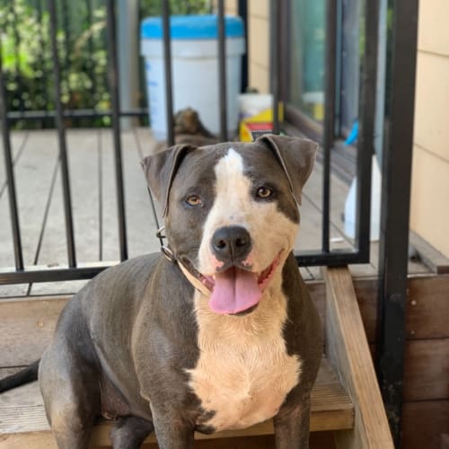 Bella - Assisted Rehome 💜