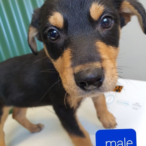 Jack