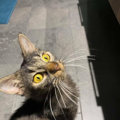 Bonita