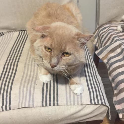 Waldorf The Wondercat