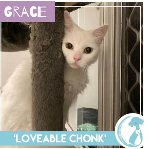 Gracie 