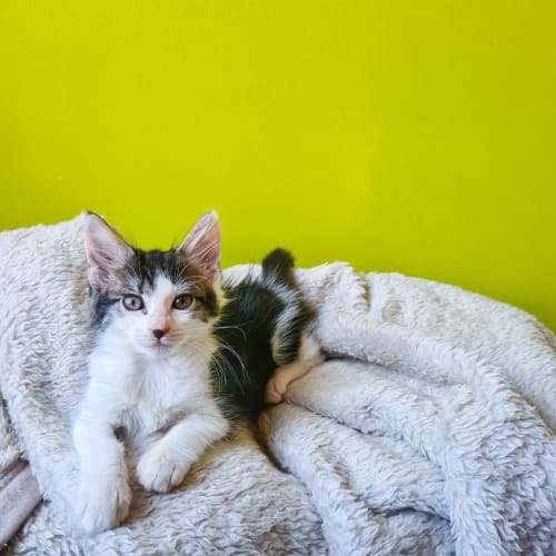 Petunia