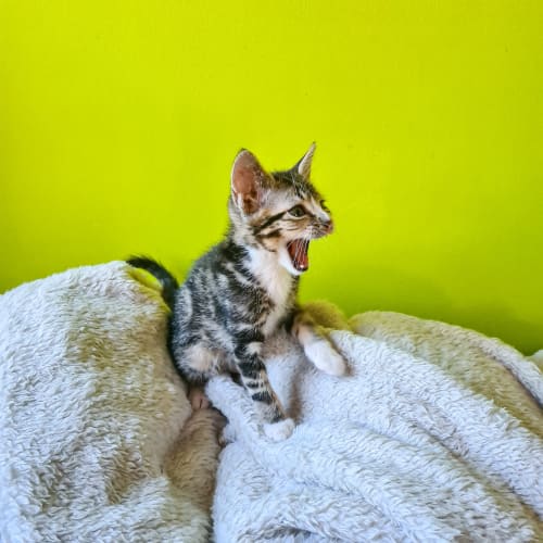 Remus