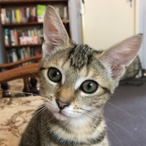 Gloria