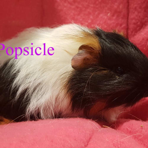 Popsicle (Daughter and Buddy of Twirly)