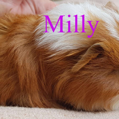 Milly 