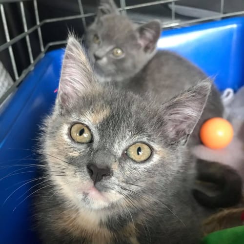 Petal & Poppet