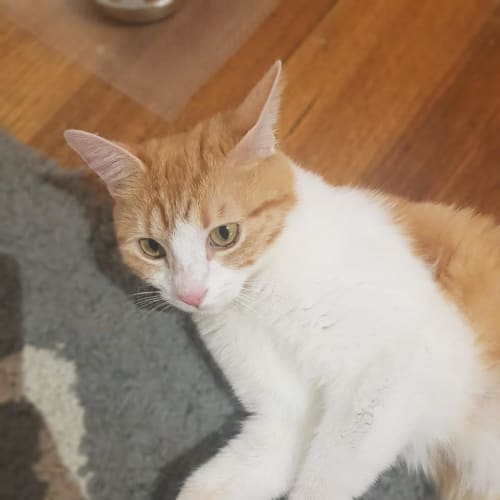 Rosie - Located in Avondale Heights