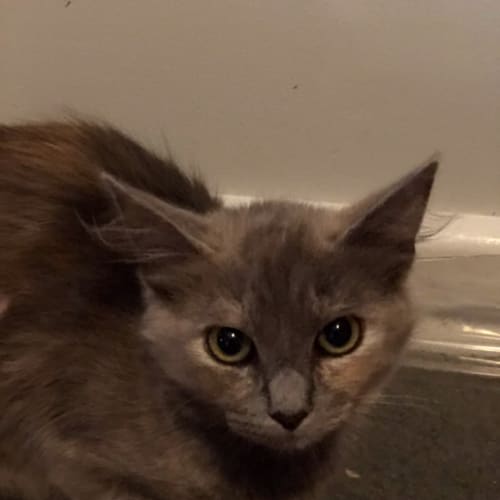 Freya - Located in Preston