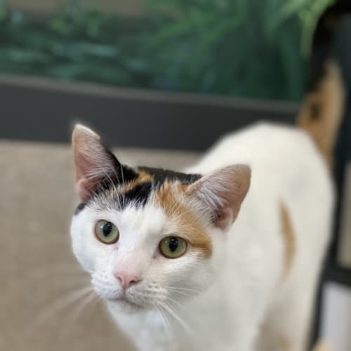 Lulu