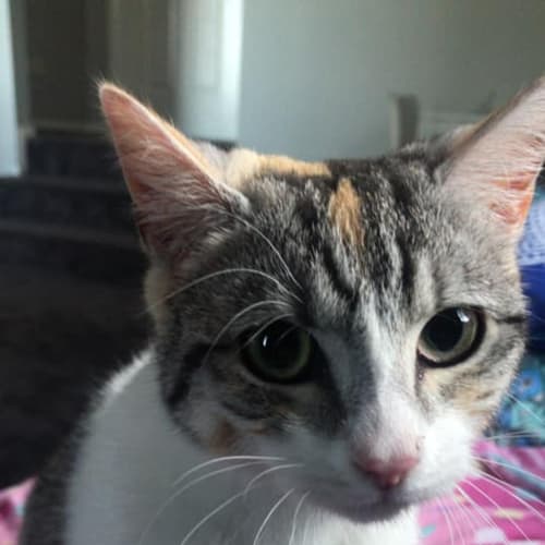 Biscuit