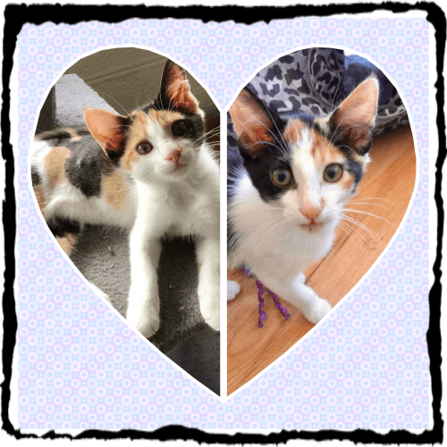 Vienna and Ruby Rose ❤❤