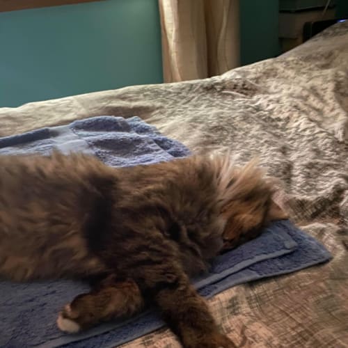 Leo