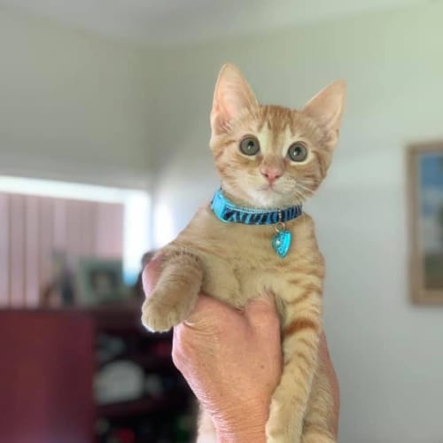 Shaun ~ 4 m/o kitten (on trial 20/1/21)